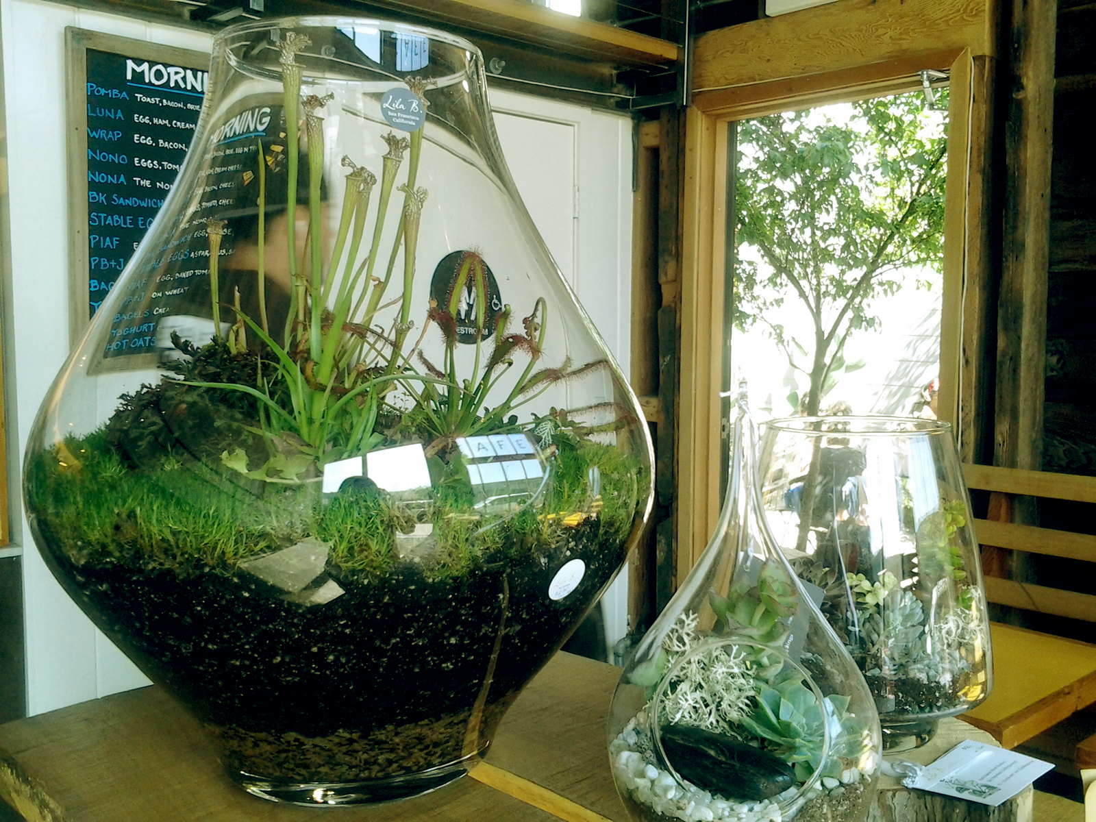 SNAP Terrariums Mission Local