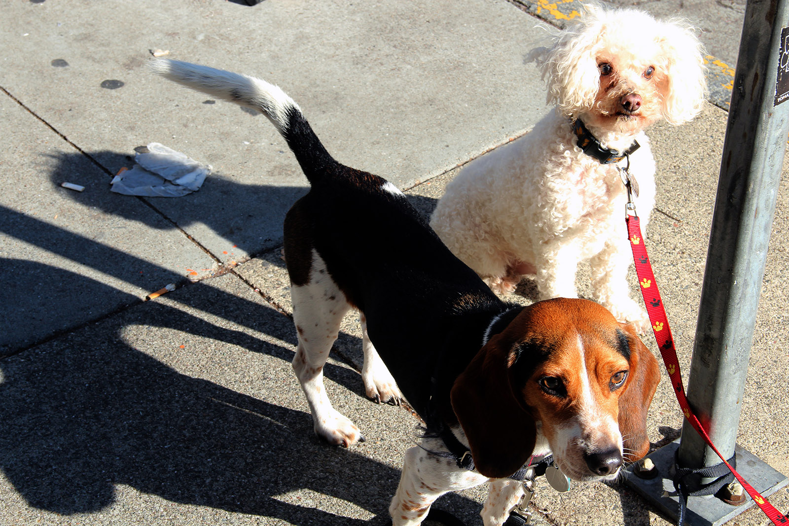 SNAP Dogs Mission Local