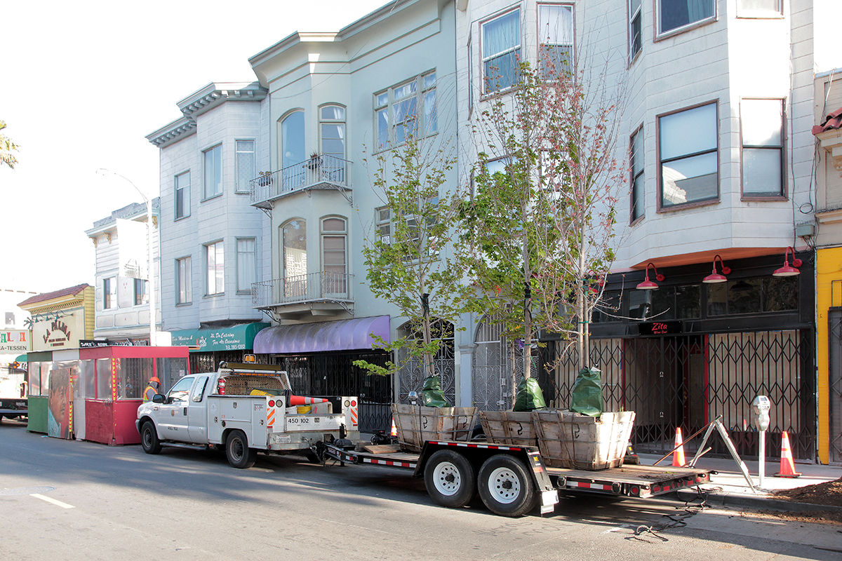 trees on 24th Street