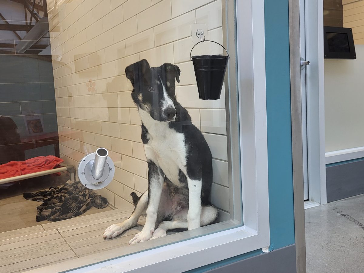 Does Spca Give Puppy Shots