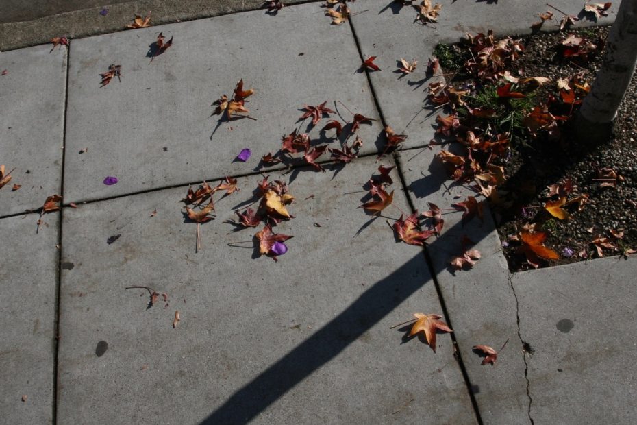 Dry leaves on the sidewalk near a planted tree.