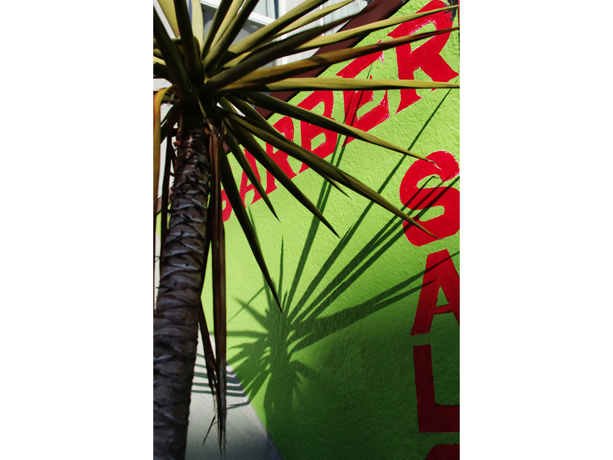 A palm tree silhouetted against a green building.