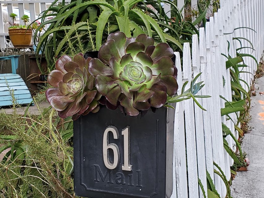 A mailbox with succulents blooming above.