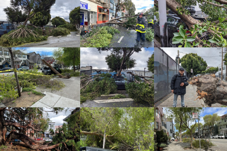 Assortment of fallen trees from across the Mission District.