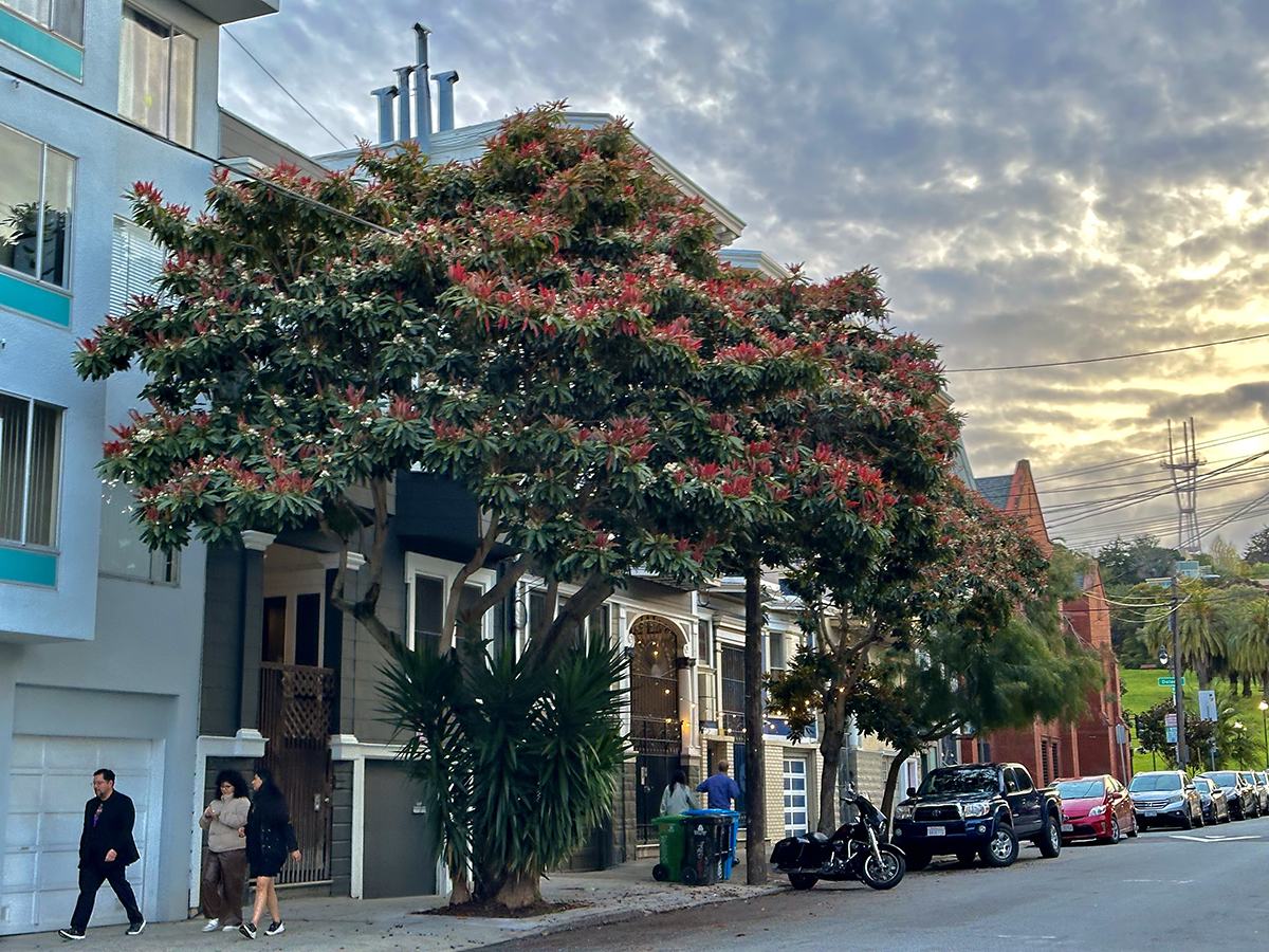 Mission postcard Spring - Mission Local