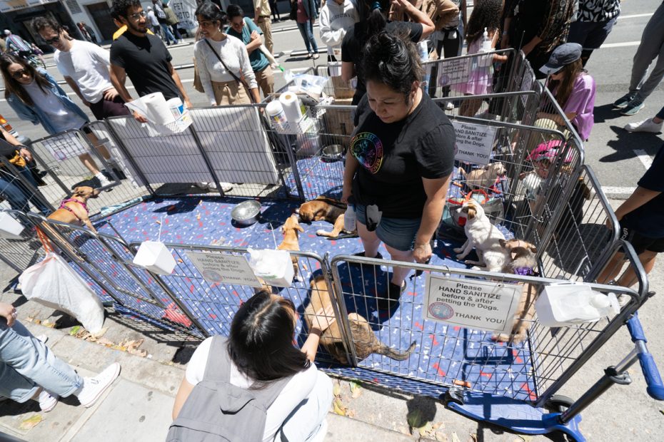 A rescue station with dogs.