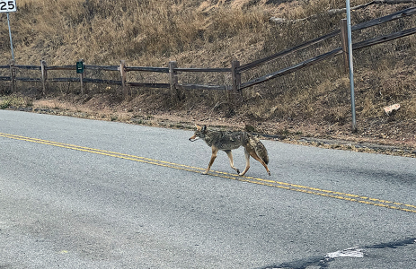 A coyote crossing the highway on Bernal