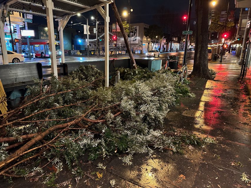 Discarded silk oak and Christmas trees piled on a wet city sidewalk at night.