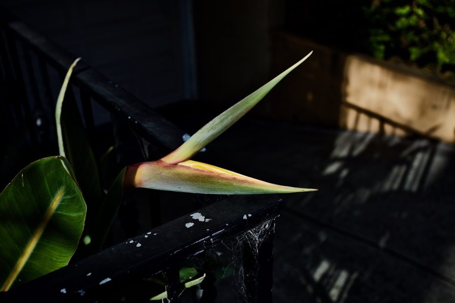 A bird of paradise plant illuminated by sunlight, casting shadows on stairs.