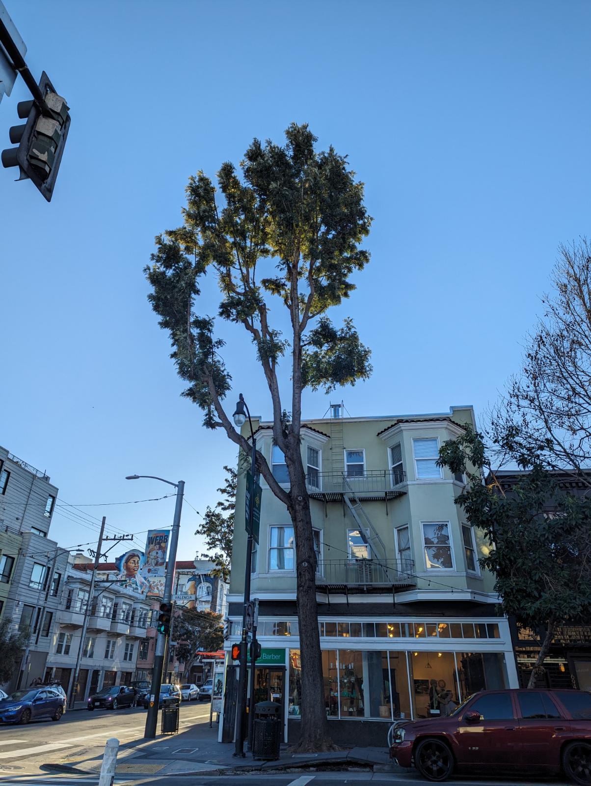Tall silk oak towering over a street corner with buildings and a clear blue sky in the background.